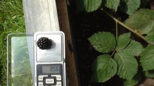 Ежевика сорт Арапахо 2019 год