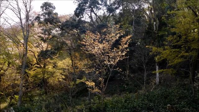 Горная сакура смотреть онлайн