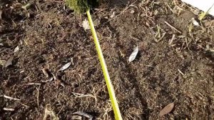 На каком расстоянии сажать Тую смарагд/At what distance to plant Thuja smaragd