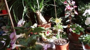 пополнение коллекции ахименесов