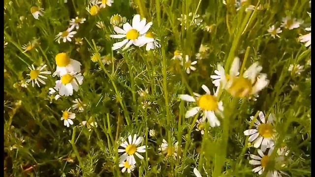 Ромашковые поля.#музыкадлядуши #инструментальнаямузыка смотреть онлайн
