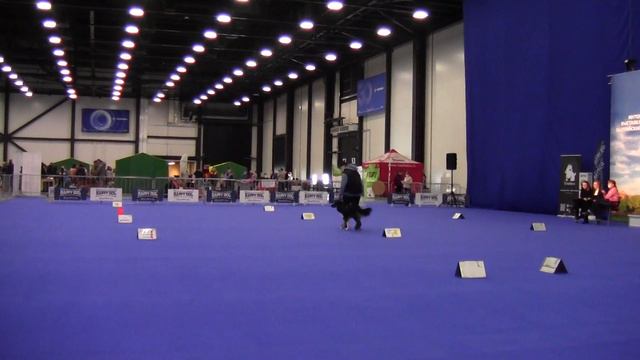 РО Дебют - Левашова Екатерина и бордер колли Ингве смотреть онлайн