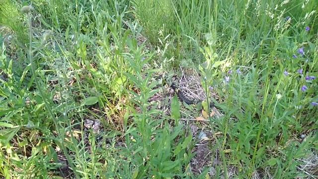 VID_20230620_083804.mp4 смотреть онлайн