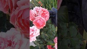 Роза КИМОНО. 2023г.