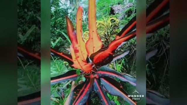 San Francisco plants смотреть онлайн