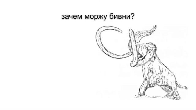 тюлени и моржи смотреть онлайн