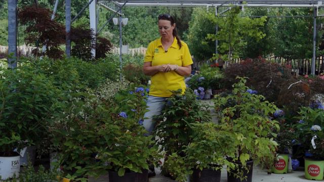PETITTI Bramble Berry Spotlight | How to Grow and Care For Raspberries & Blackberries смотреть онлайн