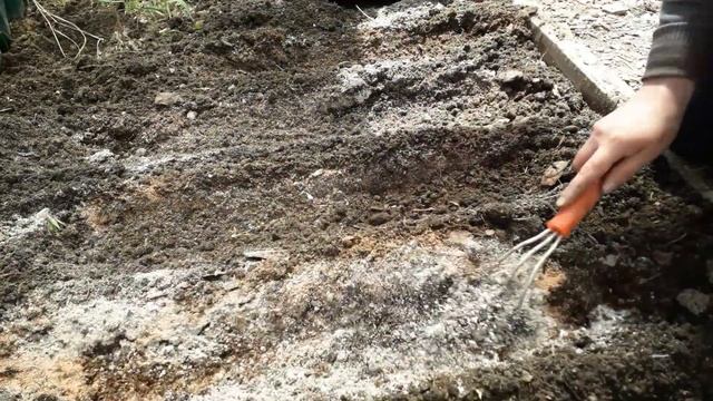 Посадка капусты на рассаду смотреть онлайн