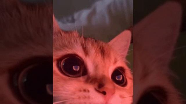 Кот с сердечками