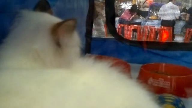 мейн-куны и другие кошки ВДНХ 20.05.2012 смотреть онлайн