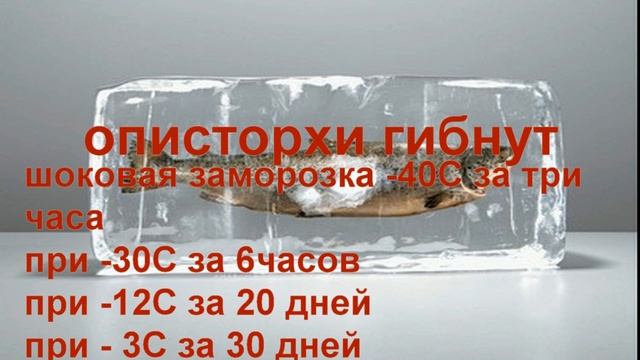 КАК УБИТЬ всех возможных ПАРАЗИТОВ В РЫБЕ смотреть онлайн