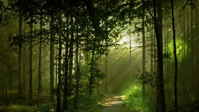 Бубен. Лес. Шум ручья. Медитация_2 смотреть онлайн