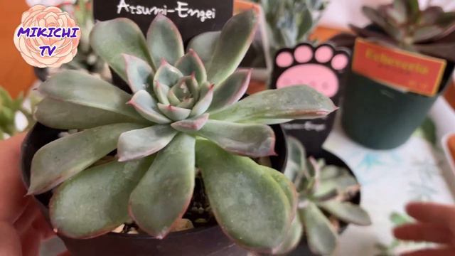#066 狩っ多肉の紹介andワイヤーバスケット寄せ【多肉植物】