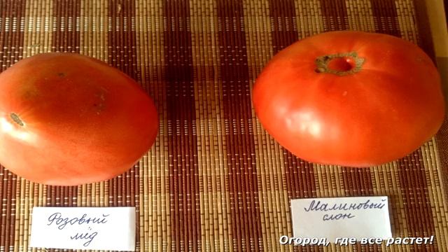 Сорта помидор, которые сажала и буду сажать.mp4 смотреть онлайн