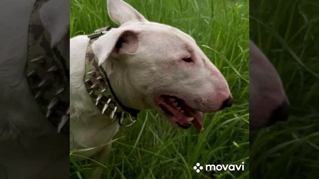 собаки убийцы???)))) пит,стафф,бультерьер. смотреть онлайн