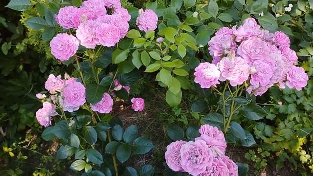 Блю Бой Blue Boy -Interplant Нидерланды, 2001 Шрабы (Modern Shrub)