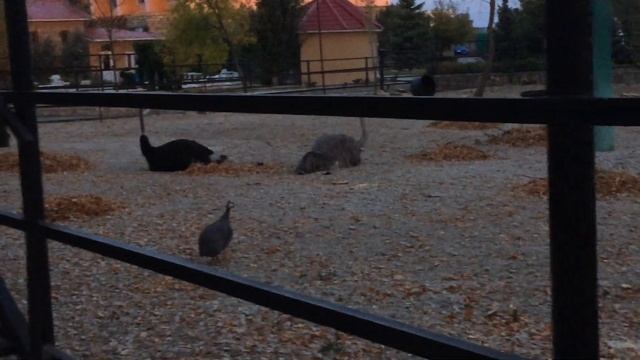 Каким был Тайган раньше? Нам показали прогулку по главной аллее перед рассветом смотреть онлайн