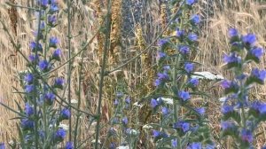 Синяк обыкновенный или румянка синяя - ядовитое растение!