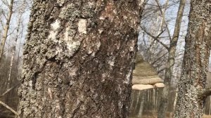 Трутовики полезны? Интересные факты о грибах трутовиках