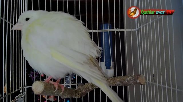 Canary Song For Training Training Young Canaries e Singing Birds How Canary Canary Sings смотреть онлайн