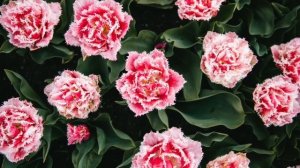 Штраус. Лучшее.