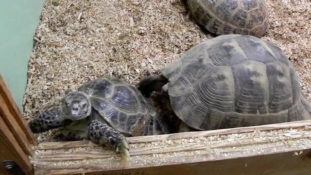 Греческая черепаха (Testudo graeca) таранит среднеазиатскую смотреть онлайн