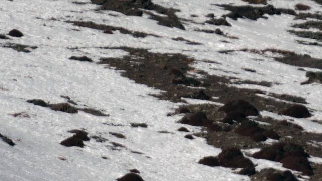 WILD SNOW LEOPARD STALKS/ EATS BLUE SHEEP смотреть онлайн