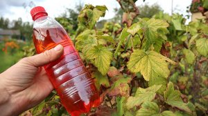 Вредители и болезни наповал. Я тоже сначала не верила. Смешала в бутылке Алатар+Максим+Хорус осенью.