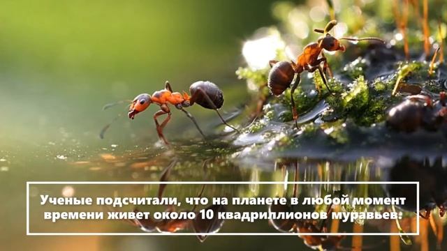 Полезная информация о муравьях! смотреть онлайн
