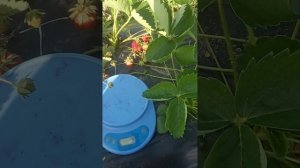 Клубника ТВИСТ. Очень вкусная новинка 2023 года !