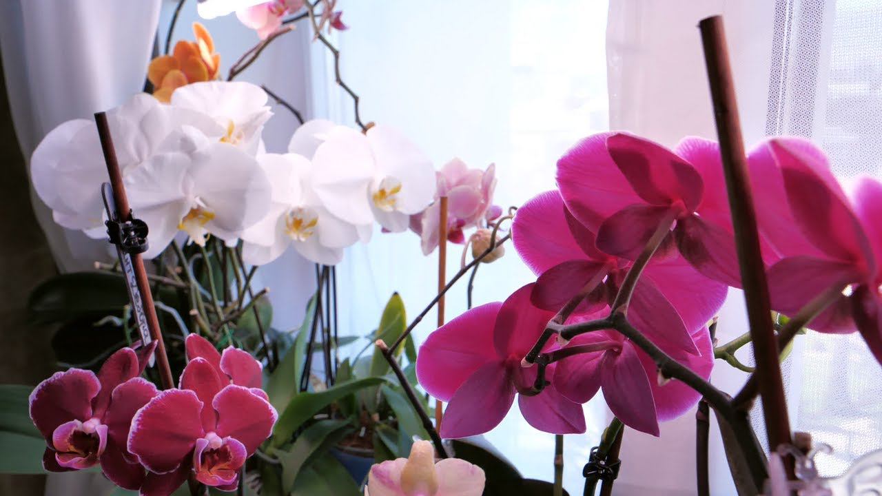 ВАШЕ Любимое окно с орхидеями. смотреть онлайн