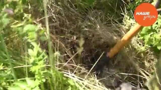 Где собирать шиповник смотреть онлайн