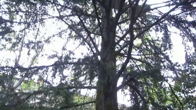 Гагаринский кедр смотреть онлайн