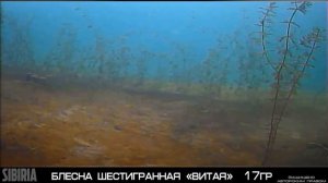 Самая уловистая БЛЕСНА зимой #1 Подводные съёмки и обзор моих зимних блёсен и блёсен Меркури