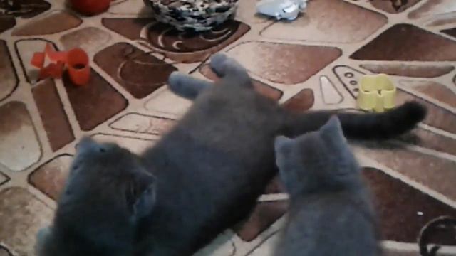 Игры шотландских котят ( 1 мес. 24 дн.) смотреть онлайн