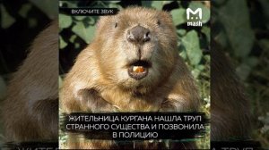 самый эпичный звонок *бобр*