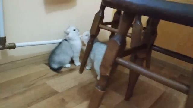 МЯУКАНЬЕ КОТЯТ ? КОТЕНОК РАЗГОВАРИВАЕТ С ХОЗЯЙКОЙ / ШОТЛАНДСКИЕ КОТЯТА МЯУКАЮТ