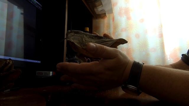Как сделать чучело из щучьей головы смотреть онлайн