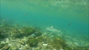 Сюрпризы острова черепах.