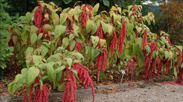 Выращивание амаранта из семян как бизнес идея смотреть онлайн