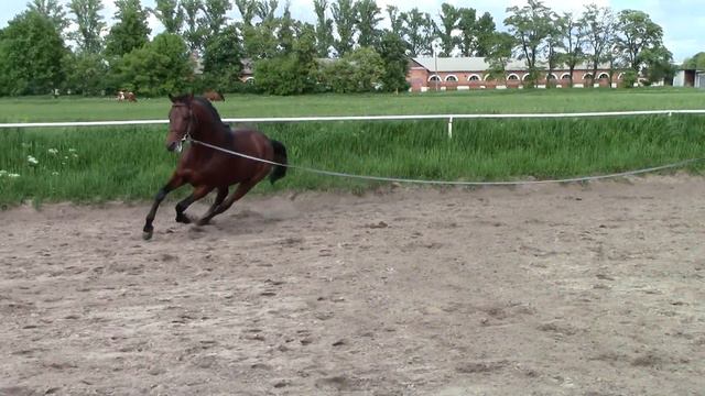 Фаэтон Харьковский конный завод 2016 смотреть онлайн