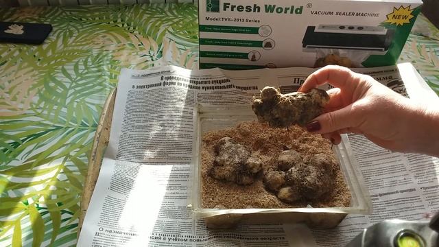 ??Убираем луковицы ГЛАДИОЛУСОВ и КАЛЛ на зимнее хранение. смотреть онлайн