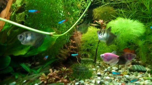 Обзор аквариума. Хемиантус в кашпо. Overview of the aquarium. Hemianthus in pots. смотреть онлайн