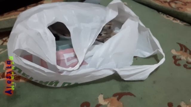 Коты и пакеты. смотреть онлайн