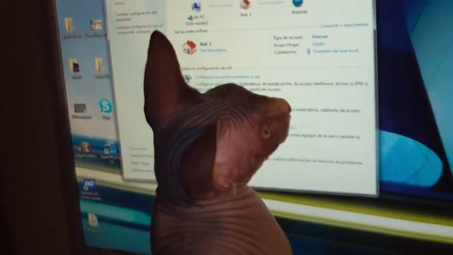 Luke, El Gato Sphynx смотреть онлайн