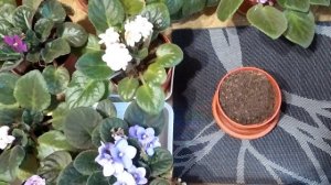 Фиалки. Полив. Посадка.