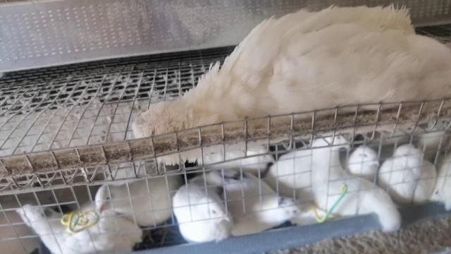 От чего Дохнут перепела, что делать? Спокойствие, только спокойствие!!!! смотреть онлайн