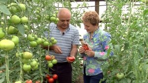 ? Семена ГИБРИДОВ ТОМАТОВ - Томат Блеск F1