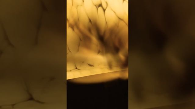 Ночная бабочка,Голубая орденская лента?похожа!!Сиверский, ЛО, 28.08.2022 смотреть онлайн