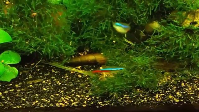 Аквариум с креветками и мхами. смотреть онлайн